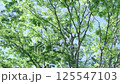 Fresh green tree swaying in the wind 125547103