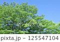 Fresh green tree swaying in the wind 125547104