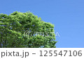 Fresh green tree swaying in the wind 125547106