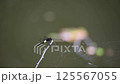 Dragonfly is flying insect a vibrant dragonfly with translucent wings rests delicately on a sunlit tree branch, showcasing nature intricate beauty and the tranquility of wild habitats 125567055