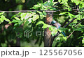 Bird (Coracias affinis, Indochinese roller, Benghalensis) blue, purple, prussian, white and yellow color perched on a tree in a nature wild 125567056