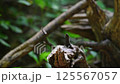 Bird (White-browed Scimitar Babbler, Pomatorhinus schisticeps) is found in Bangladesh, Bhutan, Cambodia, India, Laos, Myanmar, Nepal, Thailand, and Vietnam perched on a tree in a nature wild 125567057