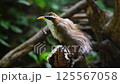 Bird (White-browed Scimitar Babbler, Pomatorhinus schisticeps) is found in Bangladesh, Bhutan, Cambodia, India, Laos, Myanmar, Nepal, Thailand, and Vietnam perched on a tree in a nature wild 125567058