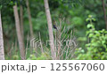 Bird (Saxicola caprata, Pied Bushchat) black, white and brown color perched on a tree in a nature wild 125567060