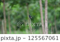Bird (Saxicola caprata, Pied Bushchat) black, white and brown color perched on a tree in a nature wild 125567061