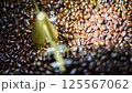 Coffee beans and roasted coffee beans roasting in roaster coffee beans machine at coffee shop cafe or restaurant 125567062