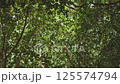 登山道から見上げたうっそうとした葉が風に揺れて木漏れ日を光らせている風景 125574794