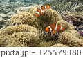 宮古島新城海岸のカクレクマノミ 125579380