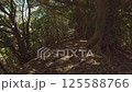 木漏れ日で光が揺れている、根が張り巡らされている地面が続く登山道の風景 125588766