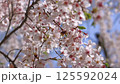 染井吉野櫻花的特寫 125592024