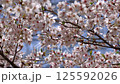 盛開的染井吉野抬頭 125592026