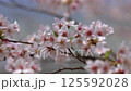 盛開的染井吉野櫻花特寫 125592028