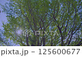 快晴のなか新緑の葉の間からの木漏れ日がきらめく風景 125600677