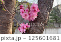 風に揺れる桜の花 125601681