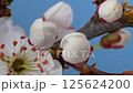 Apricot tree flowers opening macro timelapse 125624200