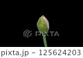 Timelapse opening opium poppy flower on pure black 125624203