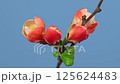 Japanese Quince blossom macro timelapse 125624483