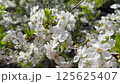 Cherry in bloom, bright white springtime blooming of fruit trees in the wind, natural floral background 125625407