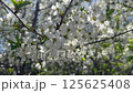 Cherry in bloom, bright white springtime blooming of fruit trees in the wind, natural floral background 125625408
