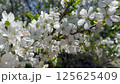 Cherry in bloom, bright white springtime blooming of fruit trees in the wind, natural floral background 125625409
