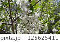 Cherry in bloom, bright white springtime blooming of fruit trees in the wind, natural floral background 125625411