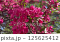 Crabapple in bloom, vivid pink springtime blooming of fruit trees in the wind, natural floral background 125625412