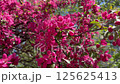 Crabapple in bloom, vivid pink springtime blooming of fruit trees in the wind, natural floral background 125625413