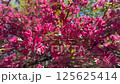 Crabapple in bloom, vivid pink springtime blooming of fruit trees in the wind, natural floral background 125625414