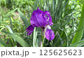 Purple iris flower in green grass, springtime garden flower petals 125625623