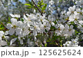Cherry in bloom, bright white springtime blooming of fruit trees in the wind, natural floral background 125625624