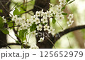 The branches of a blossoming cherry tree are swayed by the wind in bad weather with snowfall in spring. 125652979
