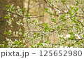 The branches of a blossoming cherry tree are swayed by the snow wind 125652980