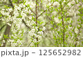 Snow falls on the branches of a blossoming cherry in a spring garden 125652982
