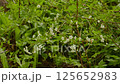 Snowfall in a spring garden with blossoming cherry branches 125652983