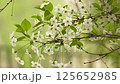 The branches of a blossoming cherry tree are swayed by the wind in bad weather with snowfall in spring. 125652985
