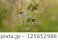 The branches of a blossoming cherry tree are swayed by the wind in bad weather with snowfall in spring. 125652986