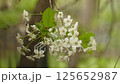 The branches of a blossoming cherry tree are swayed by the wind in bad weather with snowfall in spring. 125652987