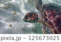 沖縄宮古島 海亀と泳ぐ 125673025