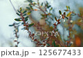 A captivating video shows a tree branch with vibrant flowers and lush leaves 125677433