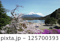 Drone aerial shot of Lake Shoji, cherry blossoms and Mt. Fuji 125700393