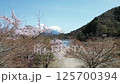 Drone aerial shot of Lake Shoji, cherry blossoms and Mt. Fuji 125700394