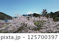 Drone aerial shot of Lake Shoji, cherry blossoms and Mt. Fuji 125700397