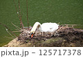 卵を温めながら熱心に巣を整える白鳥 125717378