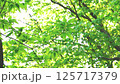 そよ風に揺れる新緑の森 125717379