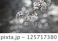 満開の桜　背景はキラキラ光る川面の反射 125717380