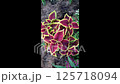 Bunch of red and yellow flowers with green stems 125718094