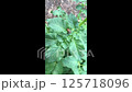 Ladybug is sitting on a leaf of a plant 125718096