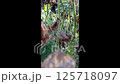 Close up of a plant with a brown stem 125718097