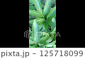 Leafy green plant with a long stem 125718099