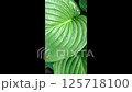 Leafy green plant with a long stem 125718100